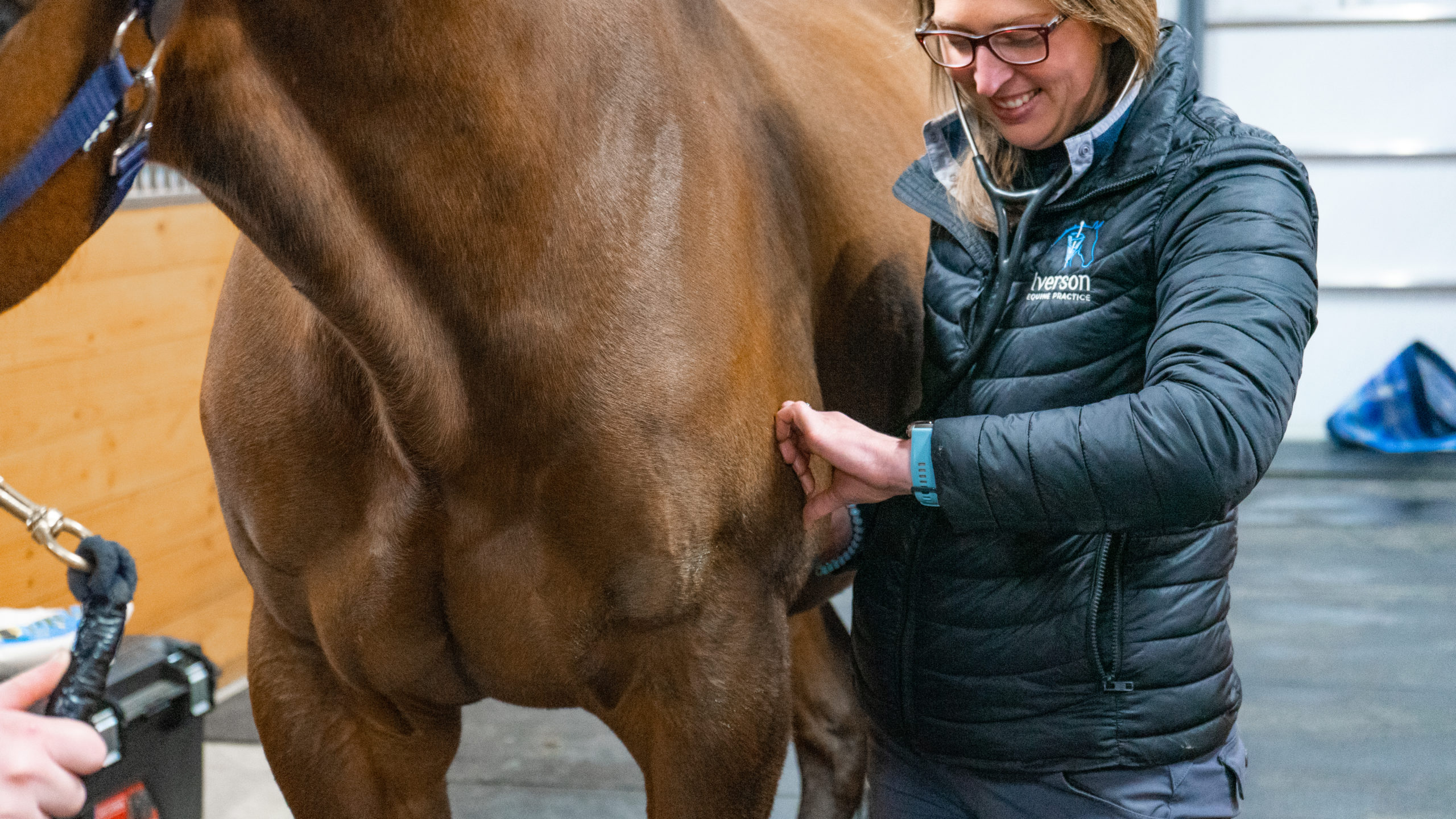 Dr. Iverson providing checking a horse's heart